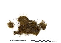 藏品(多形小曲尾苔)的圖片